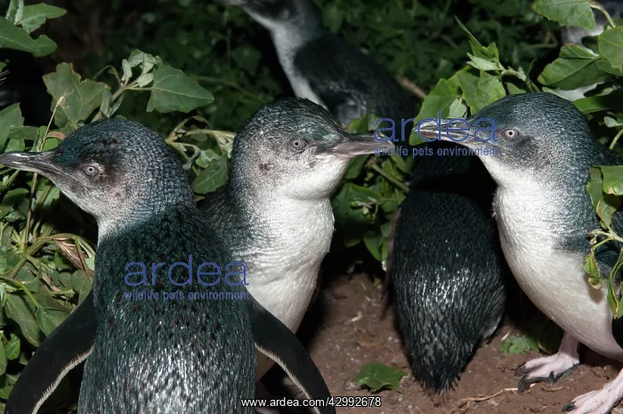  : Little  /  Little Blue  /  Fairy Penguin - adult returning after