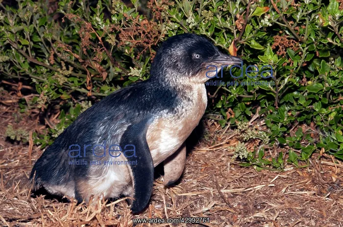 : Little / Little Blue / Fairy Penguin - adult returning to la : Little / Little Blue / Fairy Penguin - adult returning to la