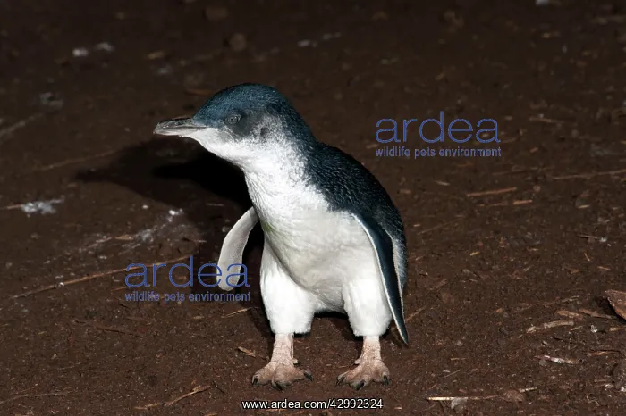 : Little / Little Blue / Fairy Penguin - adults returning to l : Little / Little Blue / Fairy Penguin - adults returning to l