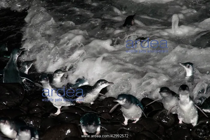 : Little / Little Blue / Fairy Penguin - adults returning to l : Little / Little Blue / Fairy Penguin - adults returning to l