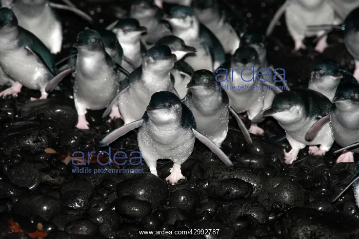 : Little / Little Blue / Fairy Penguin - adults returning to l : Little / Little Blue / Fairy Penguin - adults returning to l