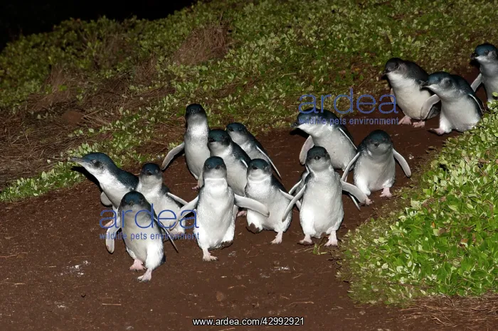  : Little  /  Little Blue  /  Fairy Penguin - adults returning to l