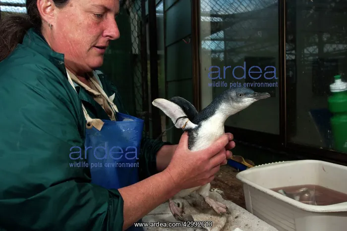 : Little / Little Blue / Fairy Penguin - carer feeding injured : Little / Little Blue / Fairy Penguin - carer feeding injured