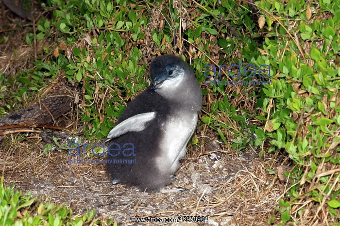: Little / Little Blue / Fairy Penguin - chick losing it's dow : Little / Little Blue / Fairy Penguin - chick losing it's dow