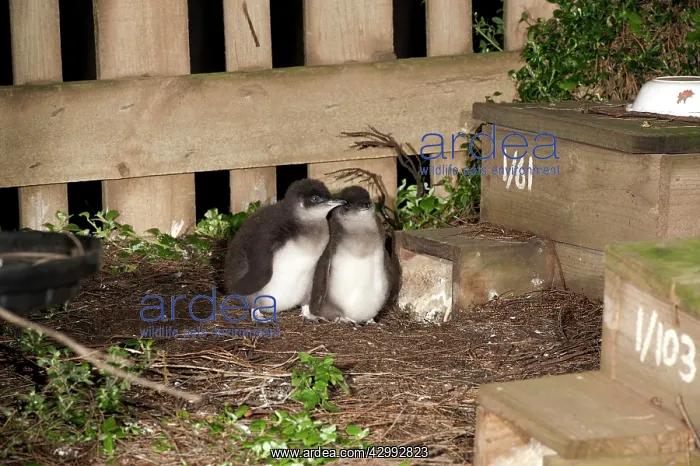 : Little / Little Blue / Fairy Penguin - chicks at nest box ar : Little / Little Blue / Fairy Penguin - chicks at nest box ar