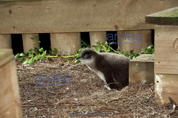 : Little / Little Blue / Fairy Penguin - chicks at nest box ar : Little / Little Blue / Fairy Penguin - chicks at nest box ar