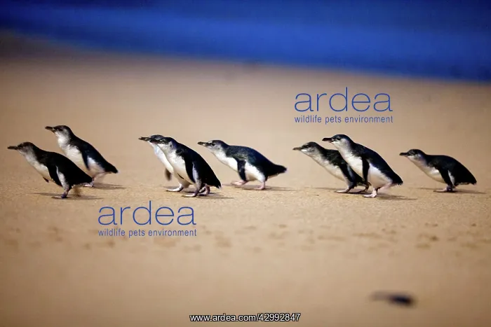 : Little / Little Blue / Fairy Penguin - coming ashore on the : Little / Little Blue / Fairy Penguin - coming ashore on the