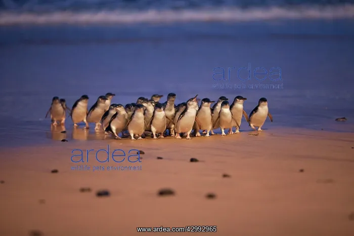 : Little / Little Blue / Fairy Penguin - coming ashore on the : Little / Little Blue / Fairy Penguin - coming ashore on the