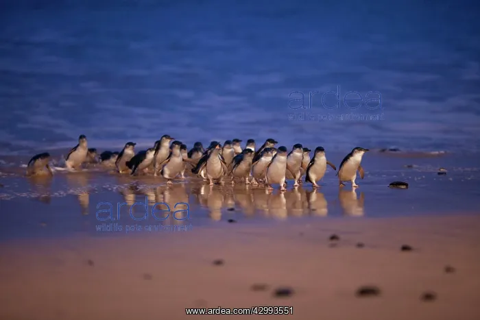  : Little  /  Little Blue  /  Fairy Penguin - coming ashore on the
