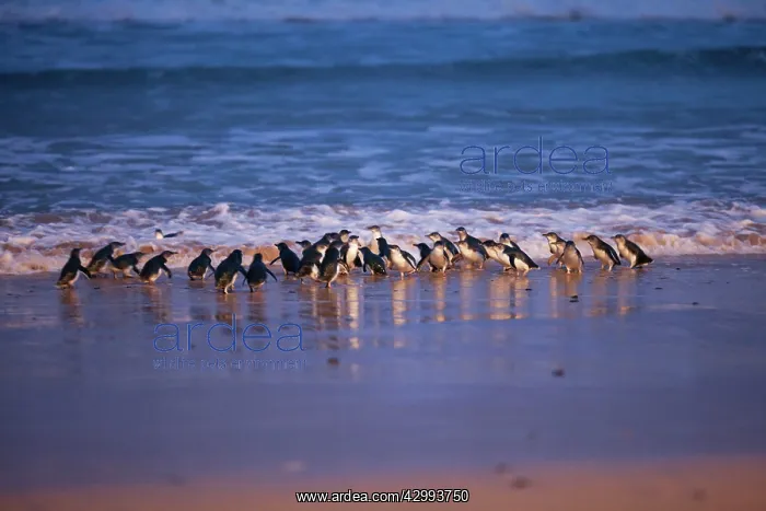 : Little / Little Blue / Fairy Penguin - coming ashore on the : Little / Little Blue / Fairy Penguin - coming ashore on the