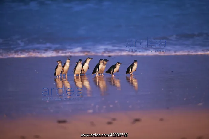 : Little / Little Blue / Fairy Penguin - coming ashore on the : Little / Little Blue / Fairy Penguin - coming ashore on the