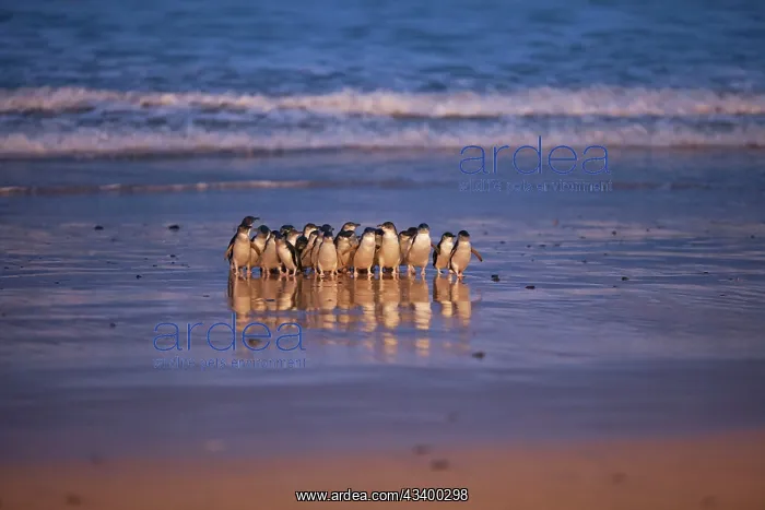 : Little / Little Blue / Fairy Penguin - coming ashore on the : Little / Little Blue / Fairy Penguin - coming ashore on the
