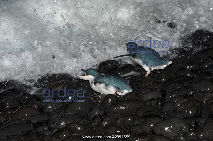  : Little  /  Little Blue  /  Fairy Penguin - crossing a pebble bea