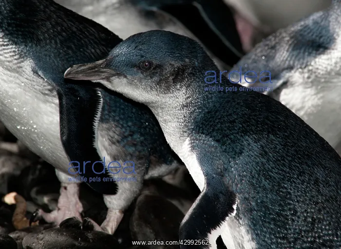 : Little / Little Blue / Fairy Penguin - crossing a pebble bea : Little / Little Blue / Fairy Penguin - crossing a pebble bea