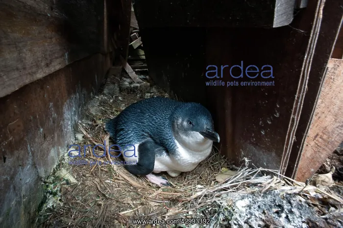 : Little / Little Blue / Fairy Penguin - incubating eggs under : Little / Little Blue / Fairy Penguin - incubating eggs under