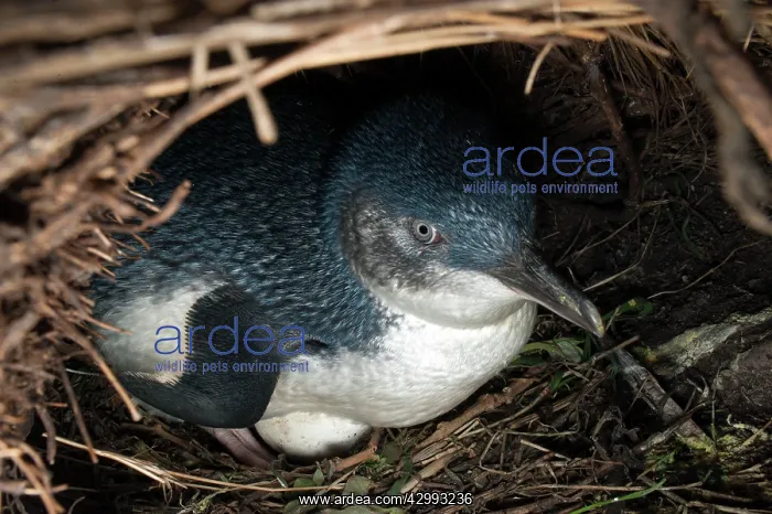 : Little / Little Blue / Fairy Penguin - incubating eggs in bu : Little / Little Blue / Fairy Penguin - incubating eggs in bu