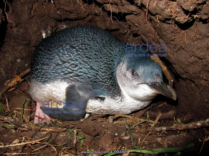 : Little / Little Blue / Fairy Penguin - incubating eggs in bu : Little / Little Blue / Fairy Penguin - incubating eggs in bu