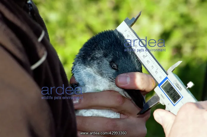 : Little / Little Blue / Fairy Penguin - being measured to fin : Little / Little Blue / Fairy Penguin - being measured to fin