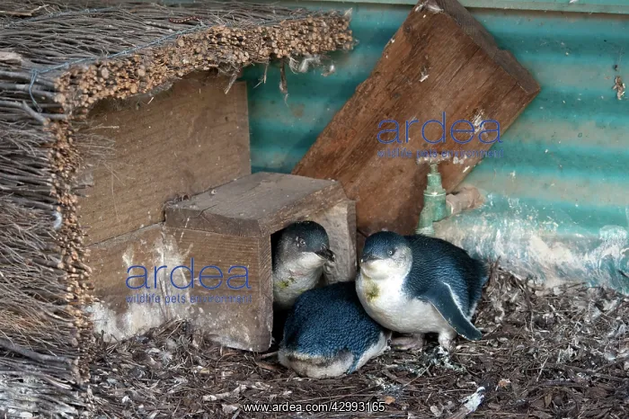 : Little / Little Blue / Fairy Penguin - at nest box area : Little / Little Blue / Fairy Penguin - at nest box area