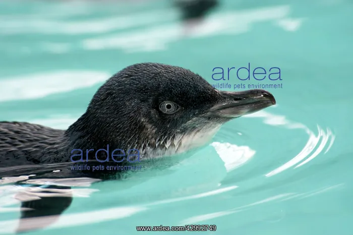 : Little / Little Blue / Fairy Penguin - recovering - swims in : Little / Little Blue / Fairy Penguin - recovering - swims in