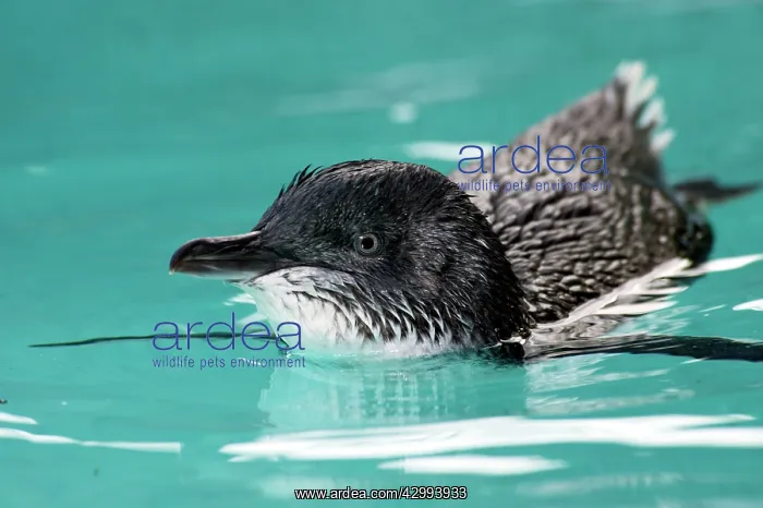 : Little / Little Blue / Fairy Penguin - recovering - swims in : Little / Little Blue / Fairy Penguin - recovering - swims in