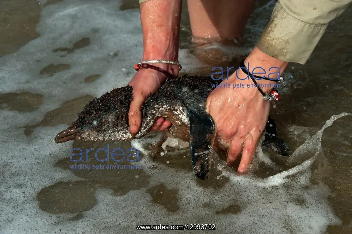 : Little / Little Blue / Fairy Penguin - Researcher washes an : Little / Little Blue / Fairy Penguin - Researcher washes an