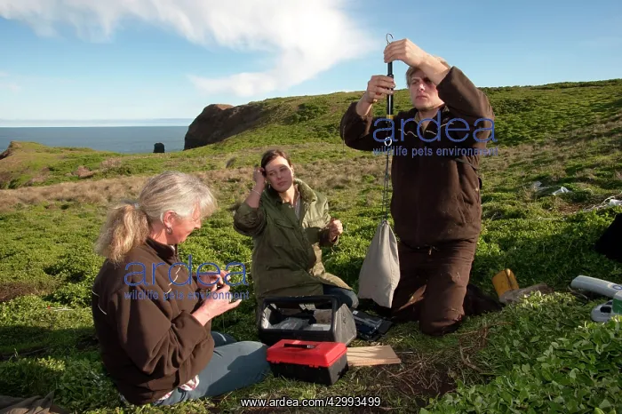: Little / Little Blue / Fairy Penguin - researchers weigh pen : Little / Little Blue / Fairy Penguin - researchers weigh pen