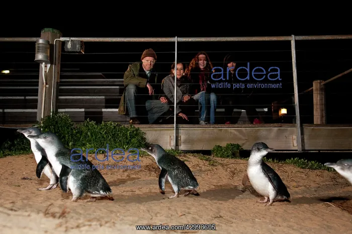 : Little / Little Blue / Fairy Penguin - Tourists at the Pengu : Little / Little Blue / Fairy Penguin - Tourists at the Pengu