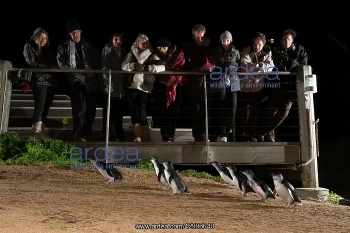 : Little / Little Blue / Fairy Penguin - Tourists at the Pengu : Little / Little Blue / Fairy Penguin - Tourists at the Pengu