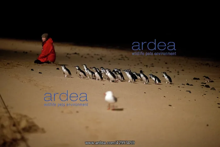 : Little / Little Blue / Fairy Penguin - tourists and a ranger : Little / Little Blue / Fairy Penguin - tourists and a ranger