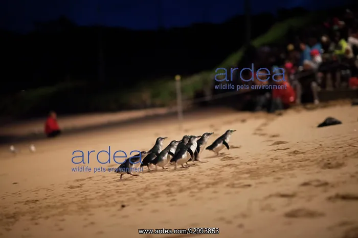  : Little  /  Little Blue  /  Fairy Penguin - tourists and a ranger