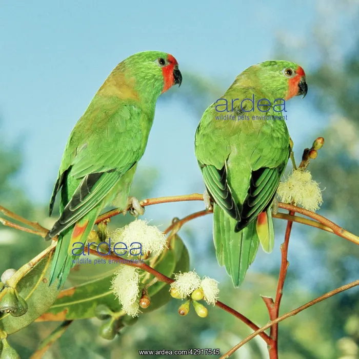 : Little Lorikeet : Little Lorikeet
