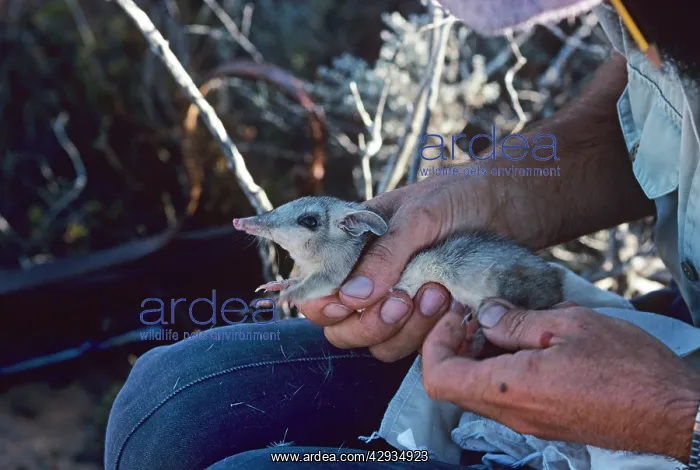 : Little marl (Western barred bandicoot) (Perameles : Little marl (Western barred bandicoot) (Perameles