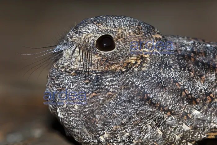 : Little Nightjar (Setopagis parvula) laying on t : Little Nightjar (Setopagis parvula) laying on t