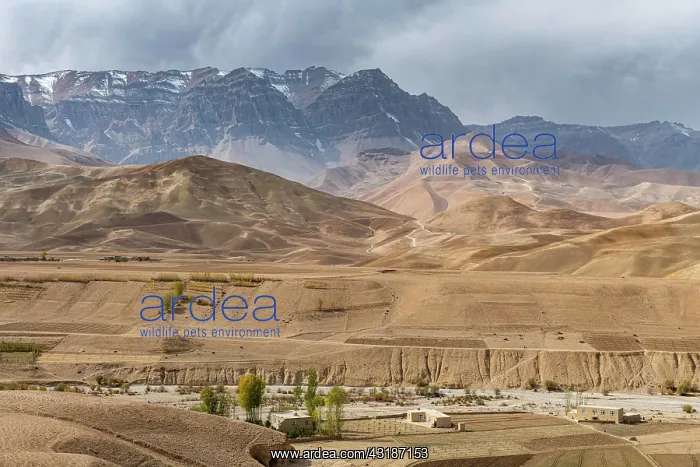 : Little oasis in the dry mountain scenery of Yakawlang : Little oasis in the dry mountain scenery of Yakawlang