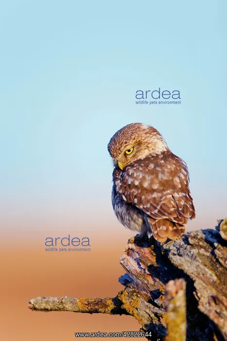  : Little Owl