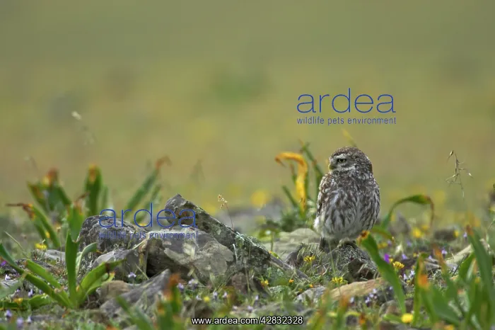 : Little Owl : Little Owl