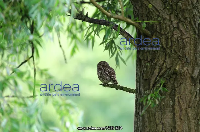 : Little Owl : Little Owl