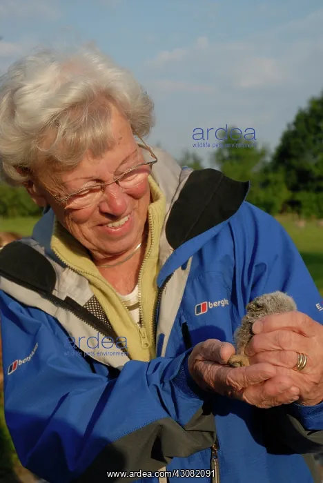 : Little Owl : Little Owl