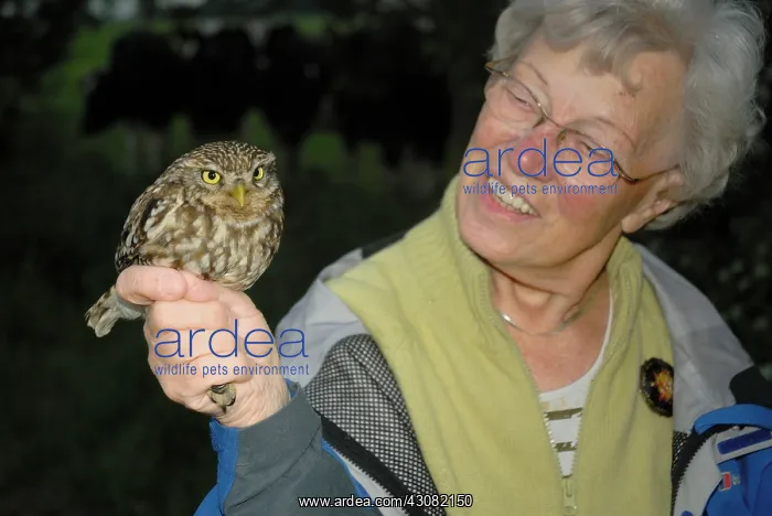 : Little Owl : Little Owl