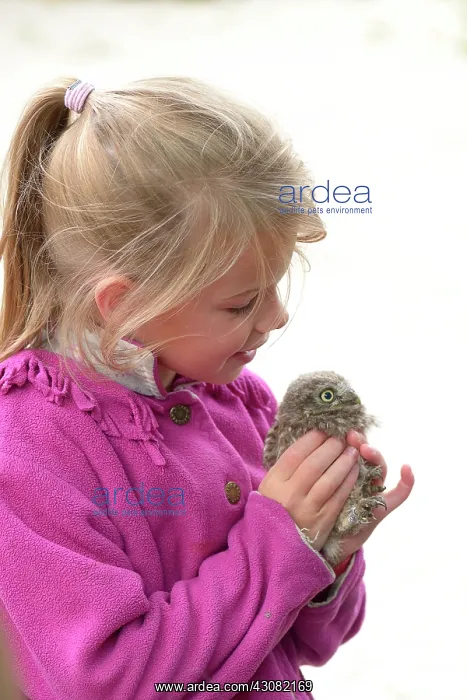 : Little Owl : Little Owl