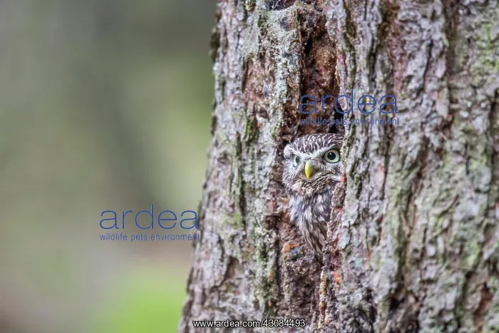 : The little Owl : The little Owl