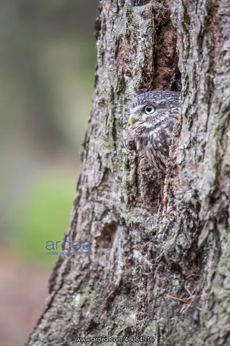 : The little Owl : The little Owl