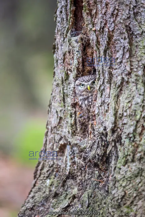 : The little Owl : The little Owl