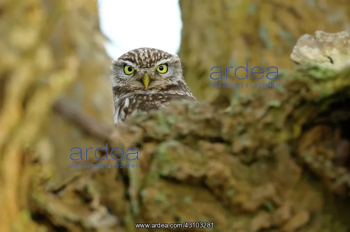 : Little Owl : Little Owl