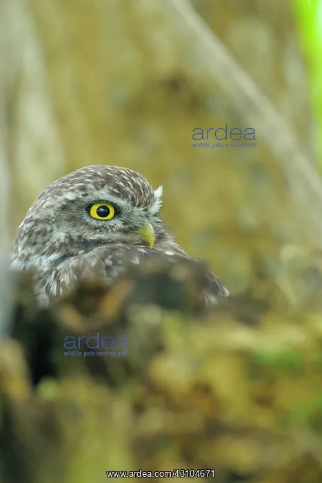 : Little Owl : Little Owl