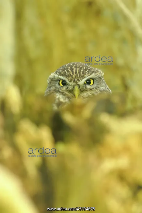 : Little Owl : Little Owl