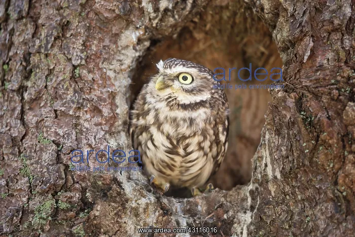 : Little Owl : Little Owl