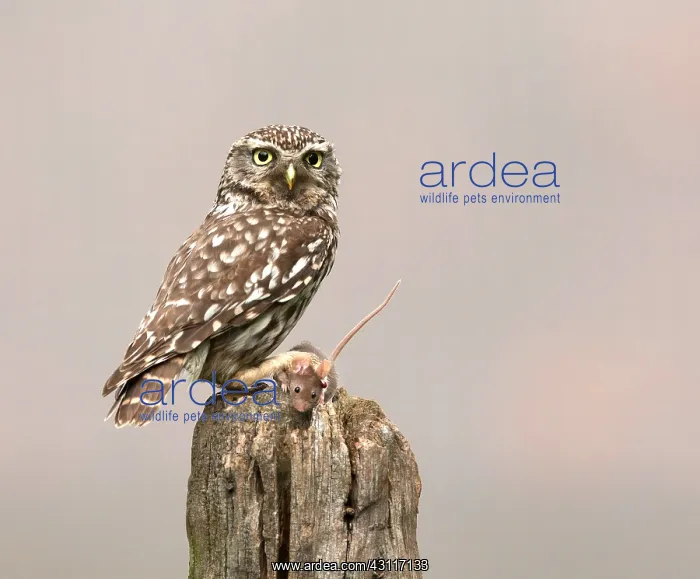 : Little Owl : Little Owl