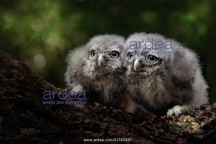 : Little Owl : Little Owl